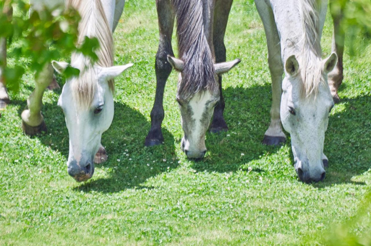 Country house Linwood Guest Farm *